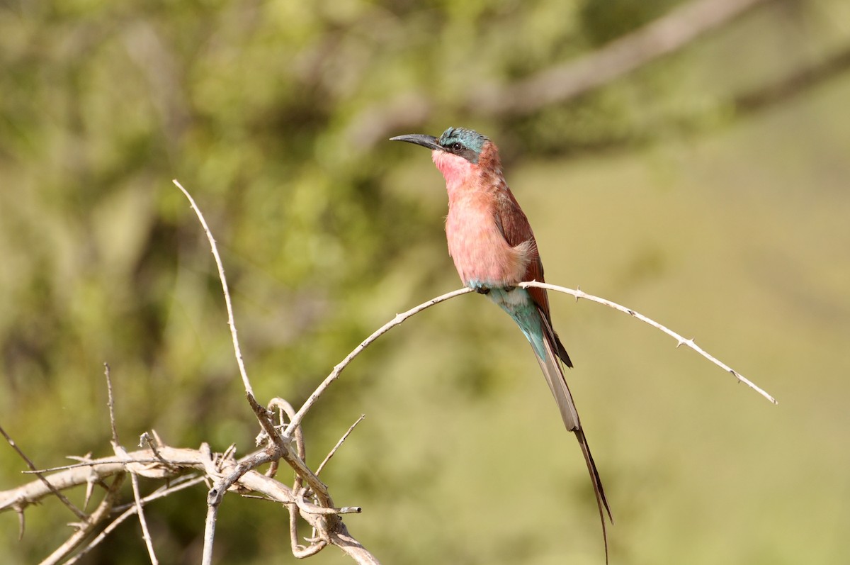 Southern Carmine Bee-eater - ML230634501