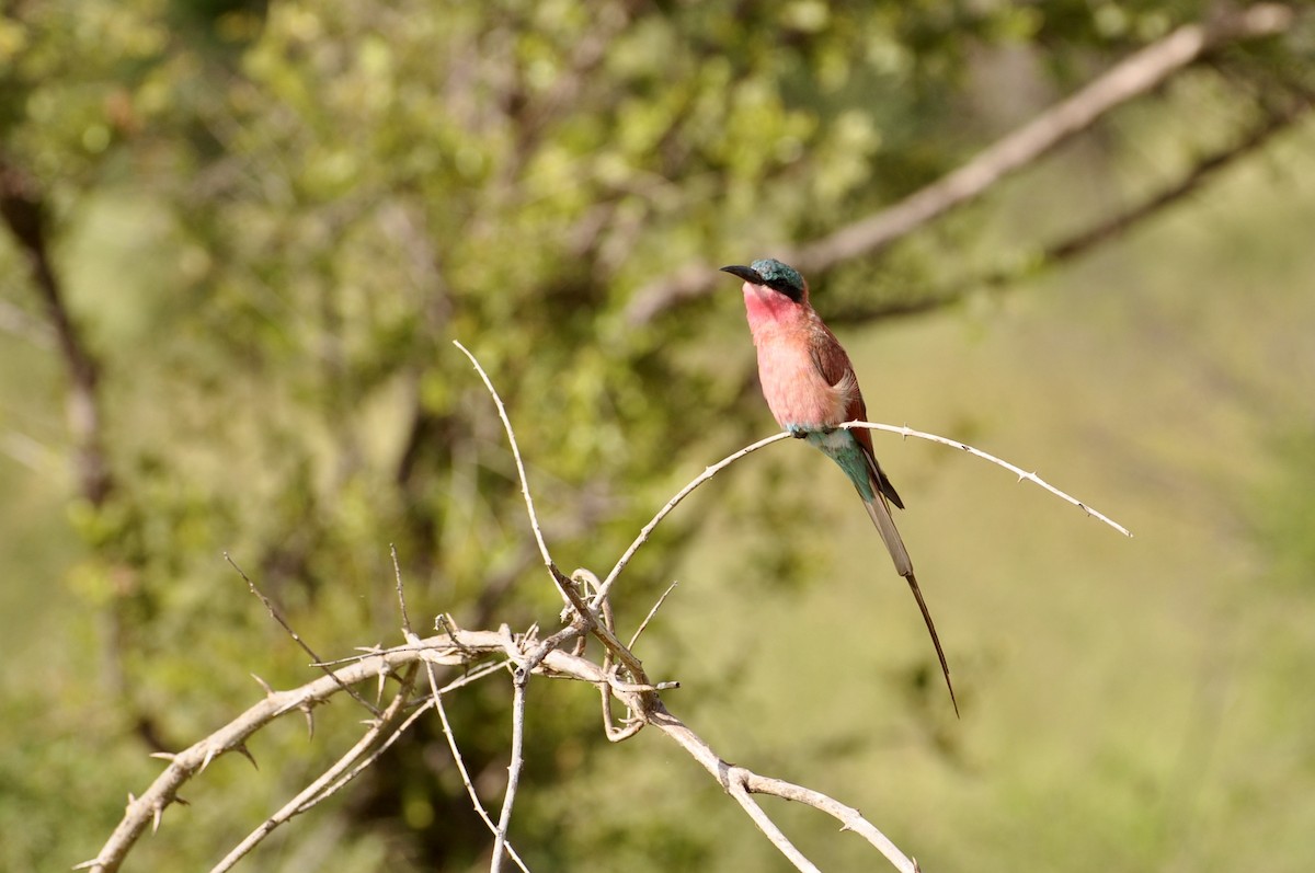 Southern Carmine Bee-eater - ML230634801