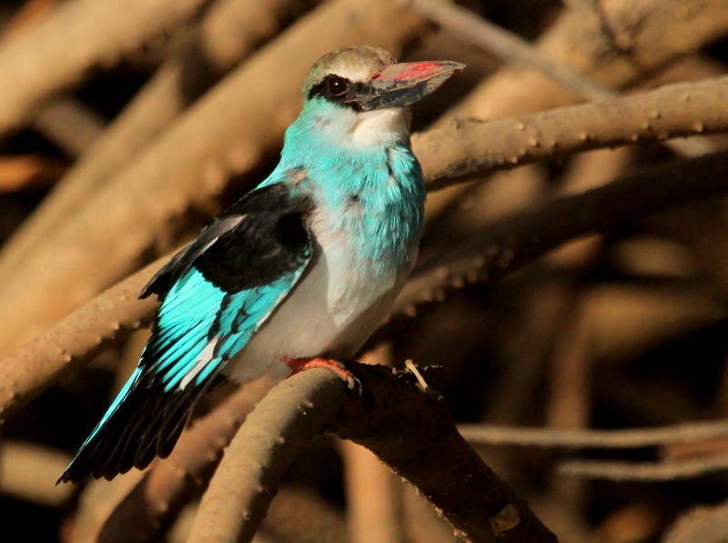 Blue-breasted Kingfisher - ML230635211