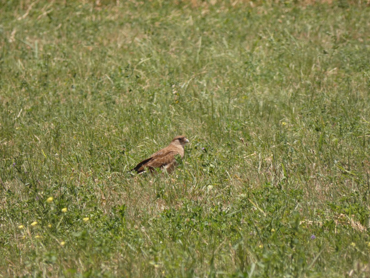Chimango Caracara - ML230635251