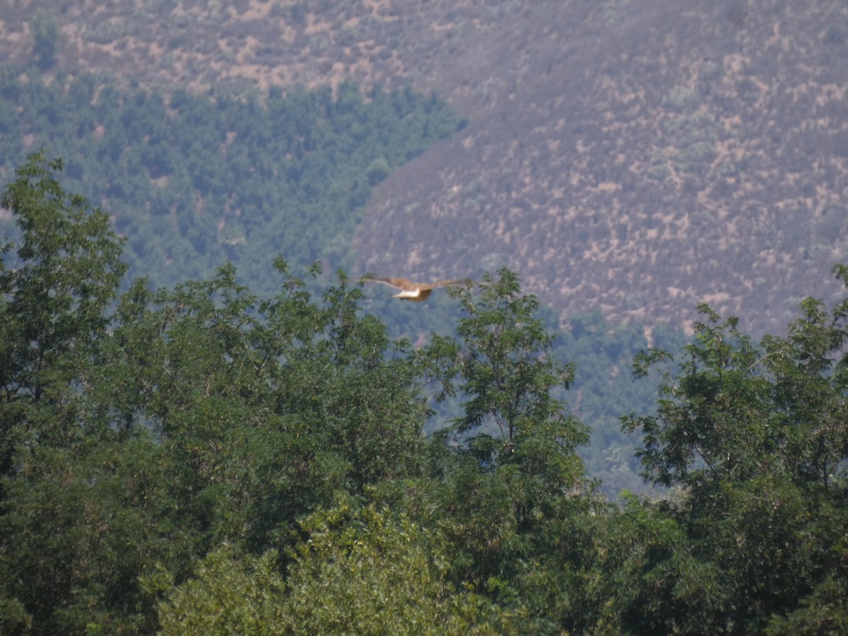 Chimango Caracara - ML230635261