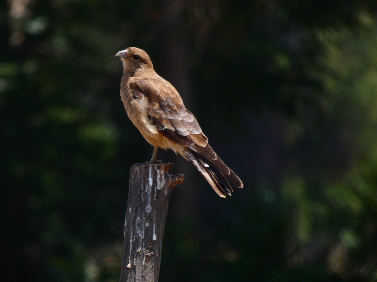Chimango Caracara - ML230635271