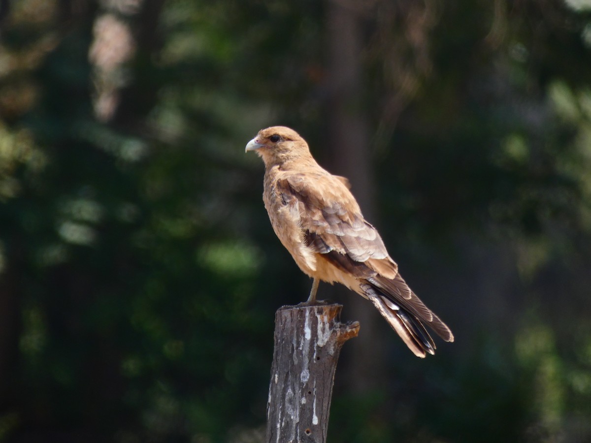 Chimango Caracara - ML230635281