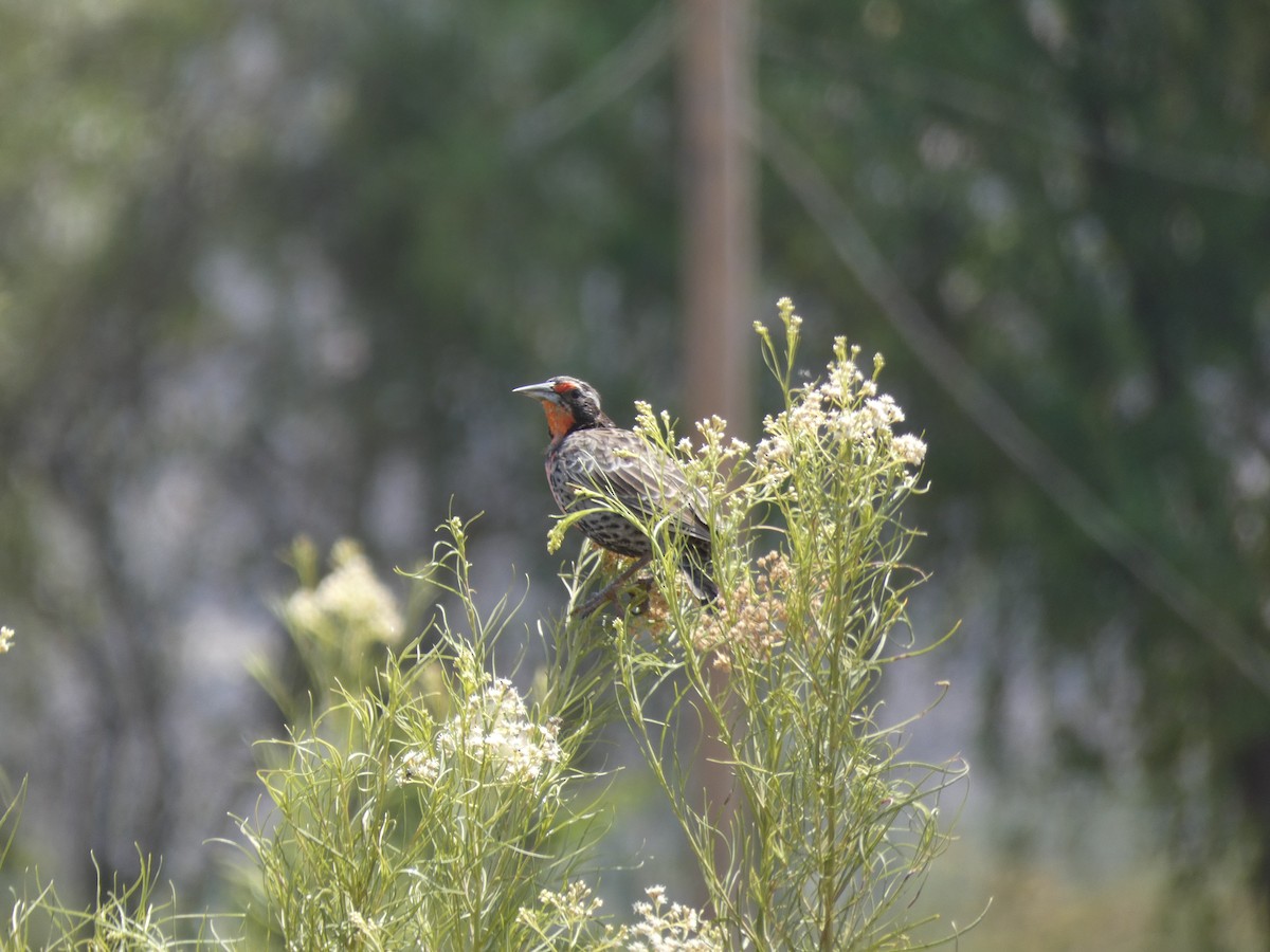 Long-tailed Meadowlark - ML230635851