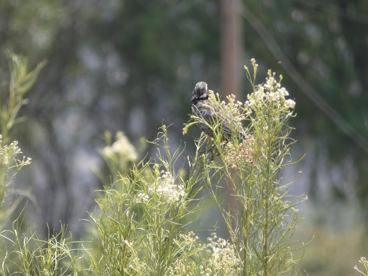 Long-tailed Meadowlark - ML230635861