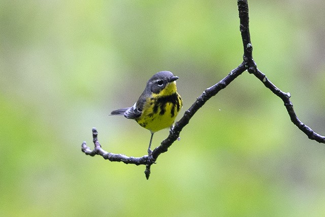 Magnolia Warbler - Martin Wall