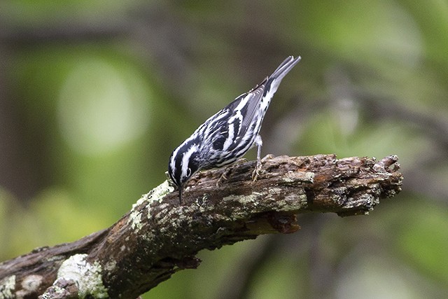 Black-and-white Warbler - ML230636461