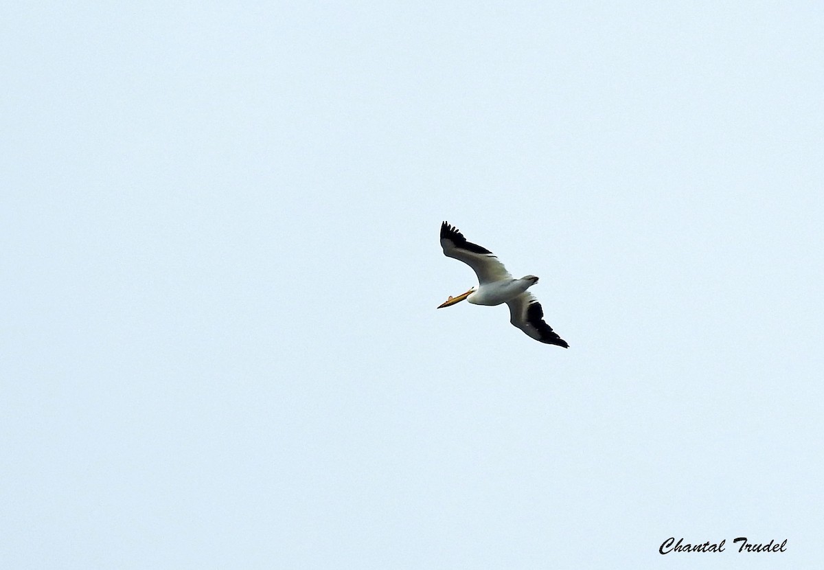 American White Pelican - ML230636901