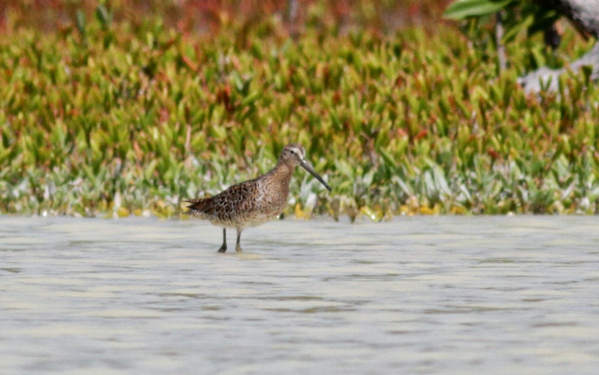 Short-billed Dowitcher - ML23063741