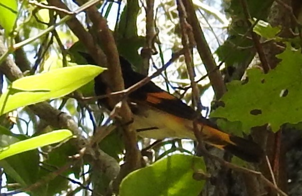 American Redstart - ML230638531