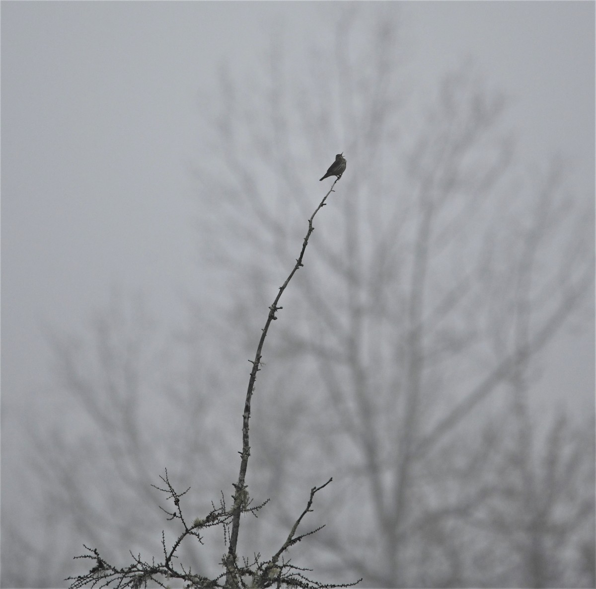 Northern Waterthrush - ML230639171