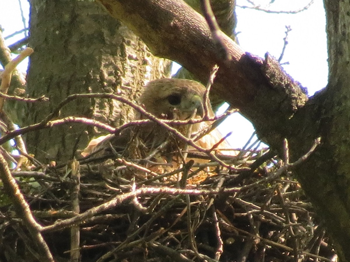 Red-tailed Hawk - ML230639431