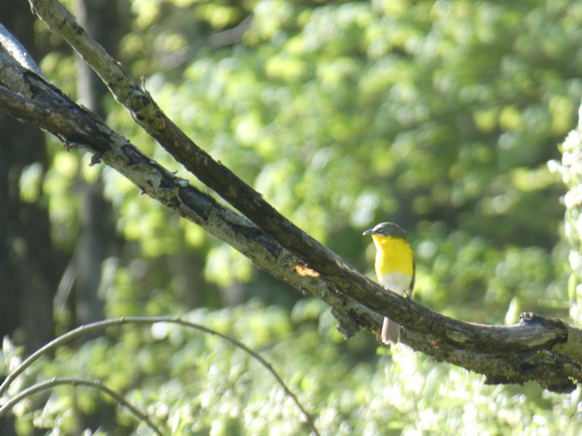Yellow-breasted Chat - ML230639461