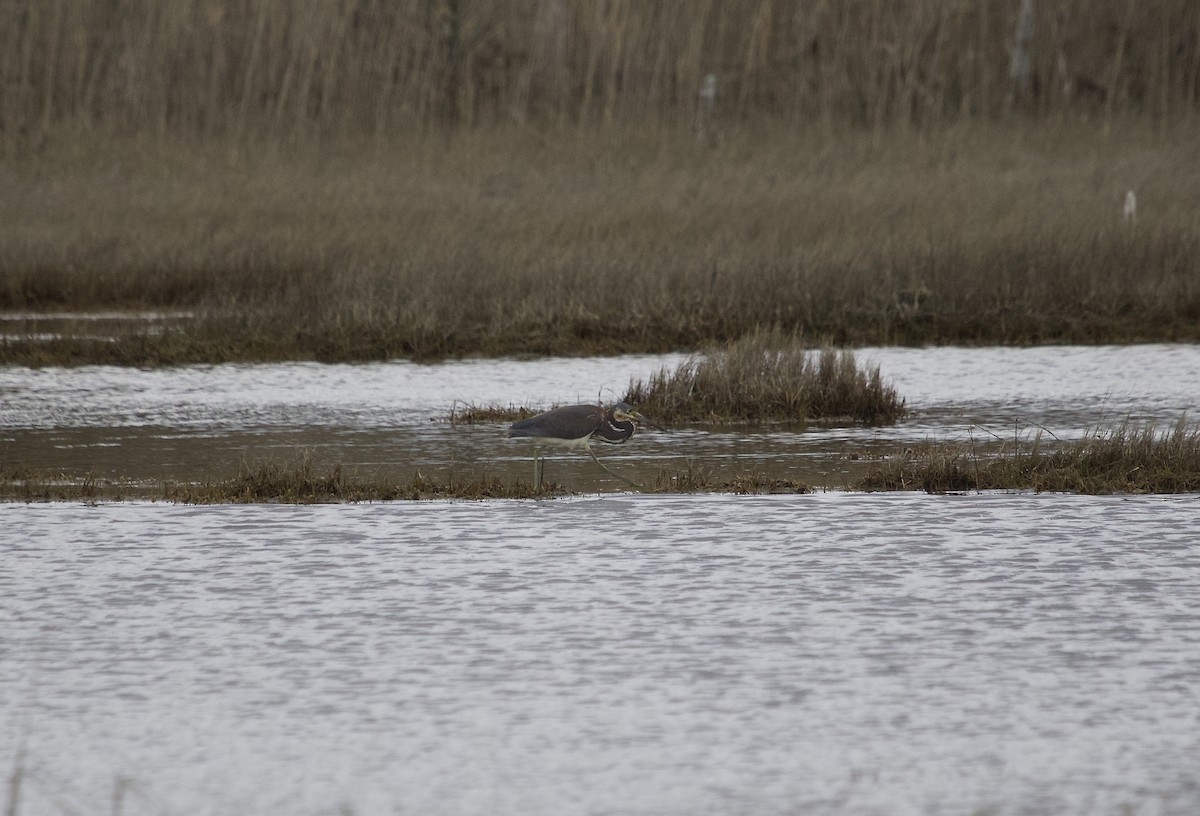 Tricolored Heron - Mary Keleher