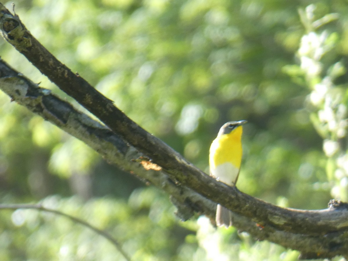 Yellow-breasted Chat - ML230639841