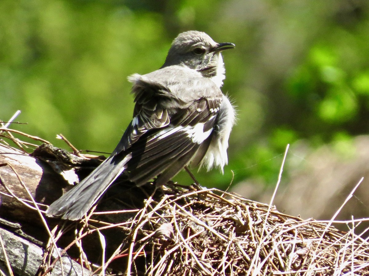 Northern Mockingbird - Concetta Goodrich