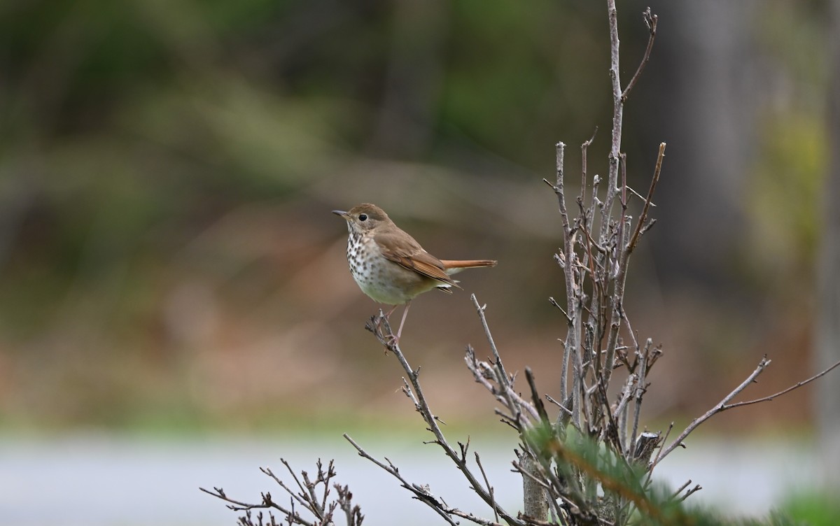 Hermit Thrush - ML230640001