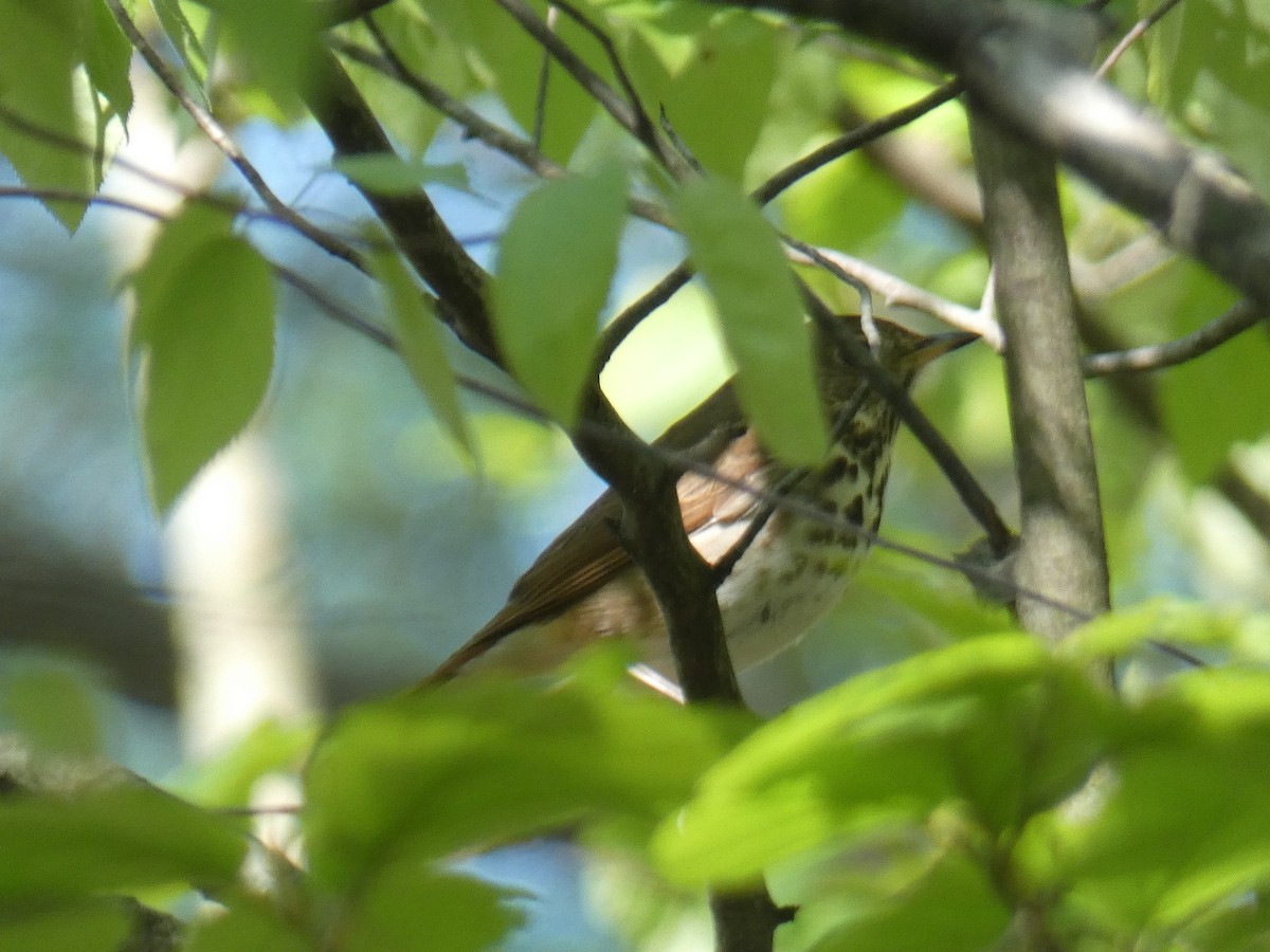 Wood Thrush - ML230640091