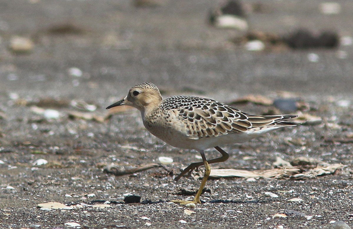 Buff-breasted Sandpiper - ML230640961