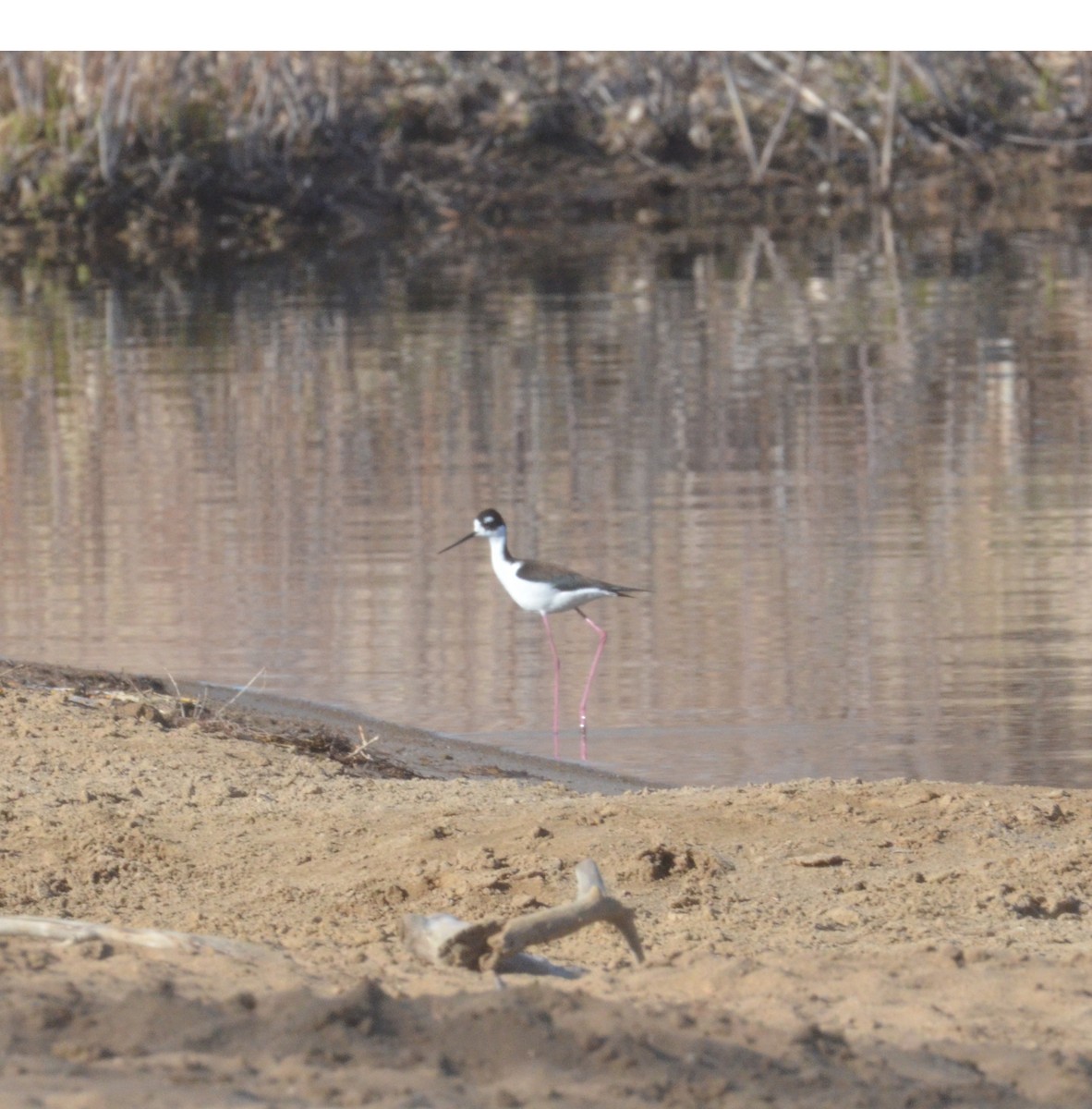 Black-necked Stilt - Brian Johnson