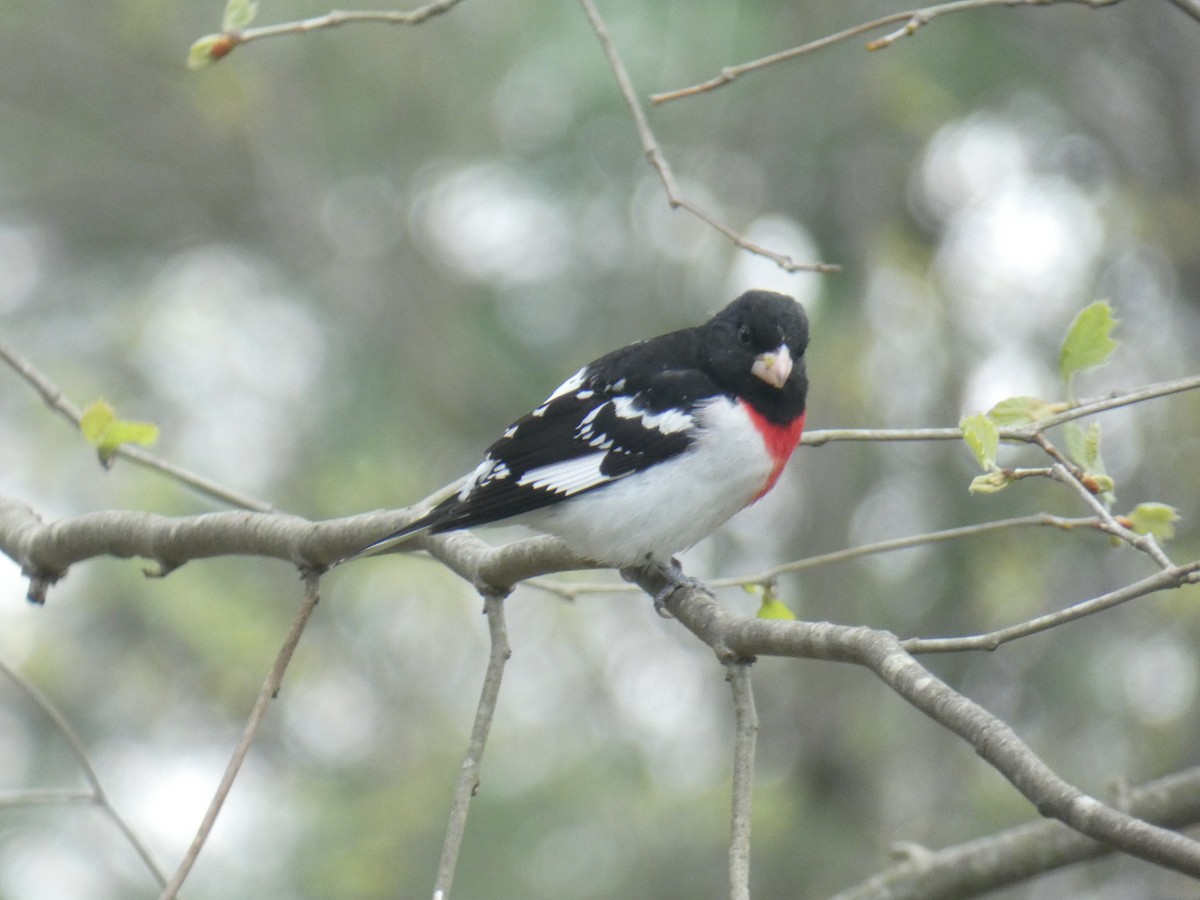 Rose-breasted Grosbeak - ML230641331