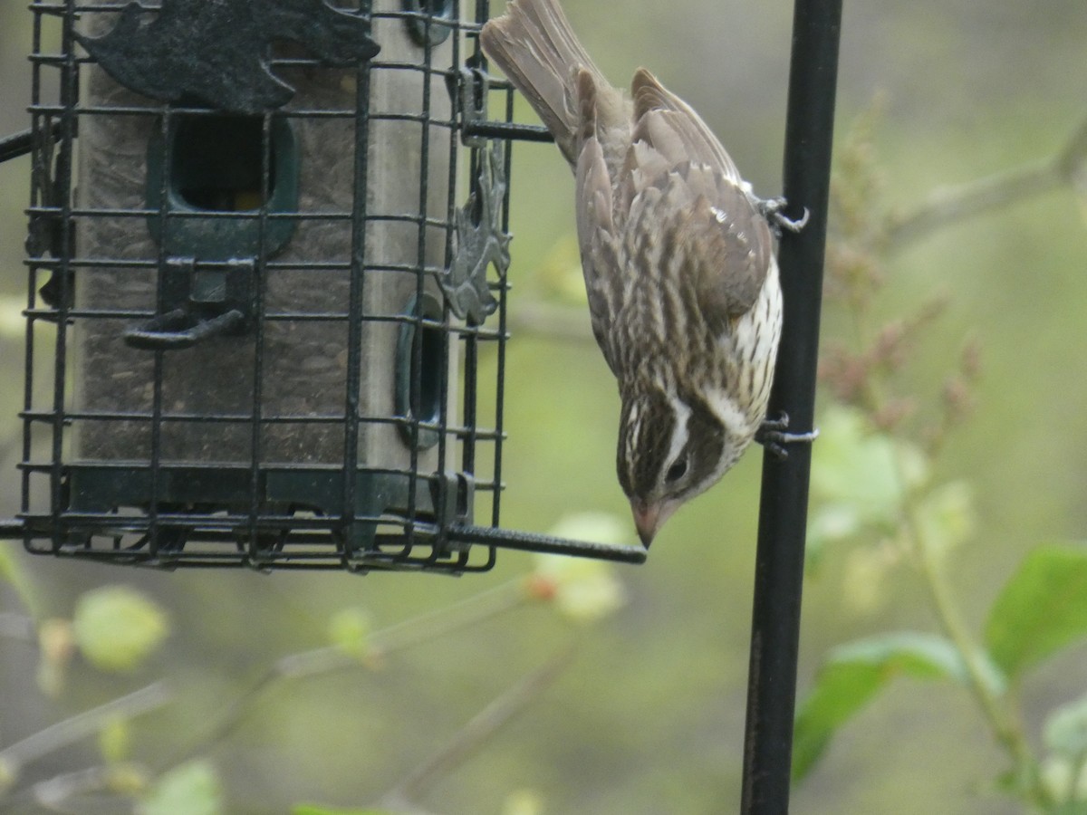 Rose-breasted Grosbeak - ML230641991