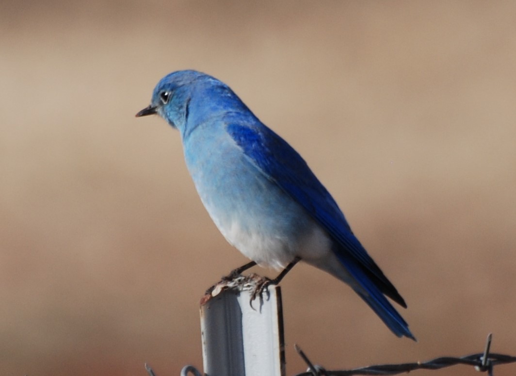 Mountain Bluebird - ML230643371