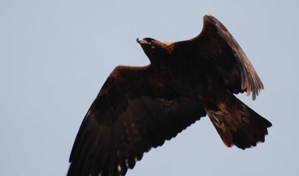 Golden Eagle - ML230643401