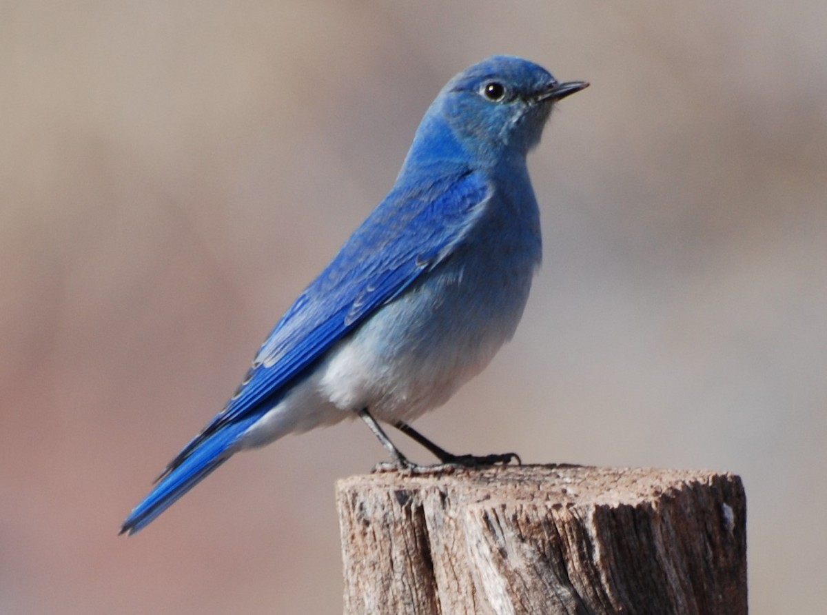 Mountain Bluebird - ML230643431