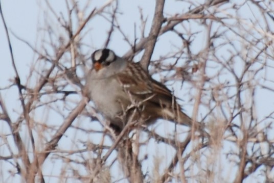 White-crowned Sparrow - ML230643471