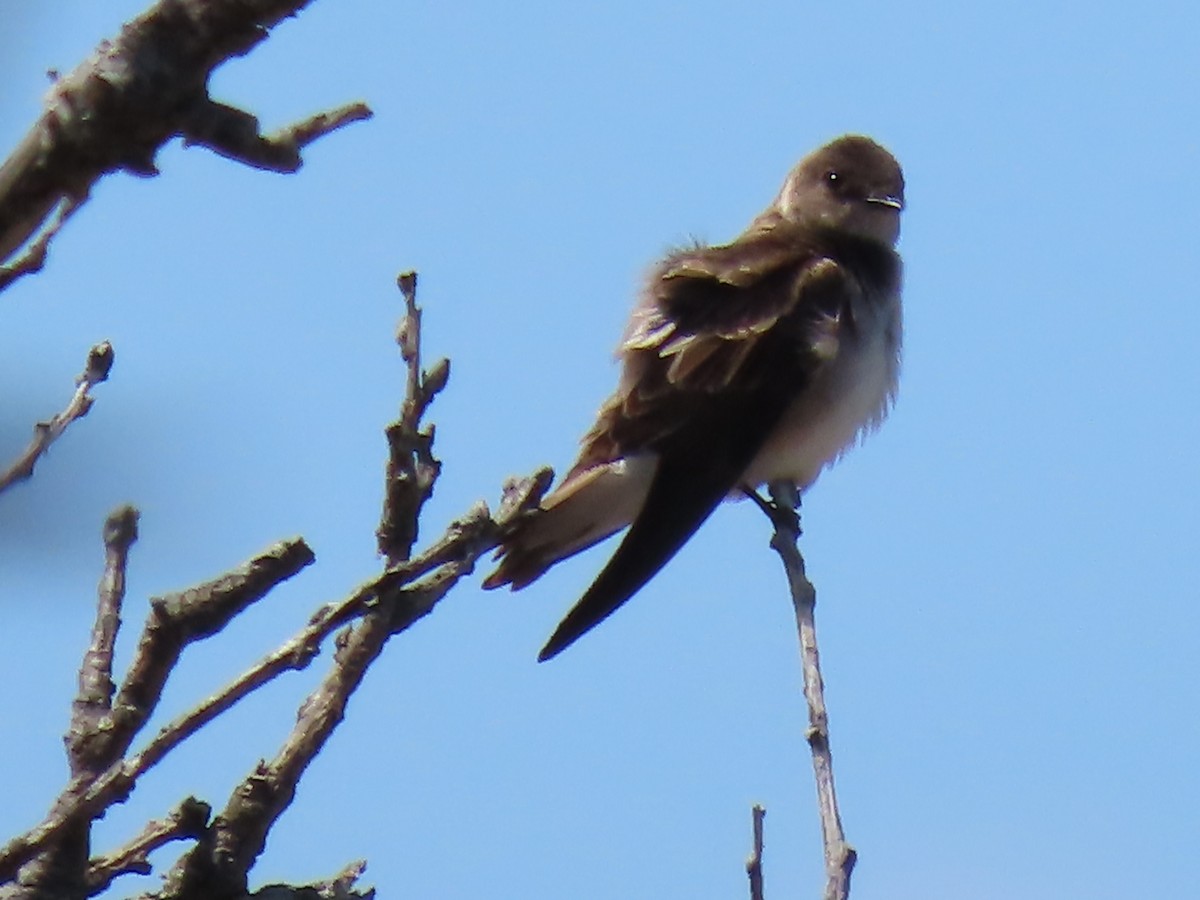 nordtaggsvale - ML230643561