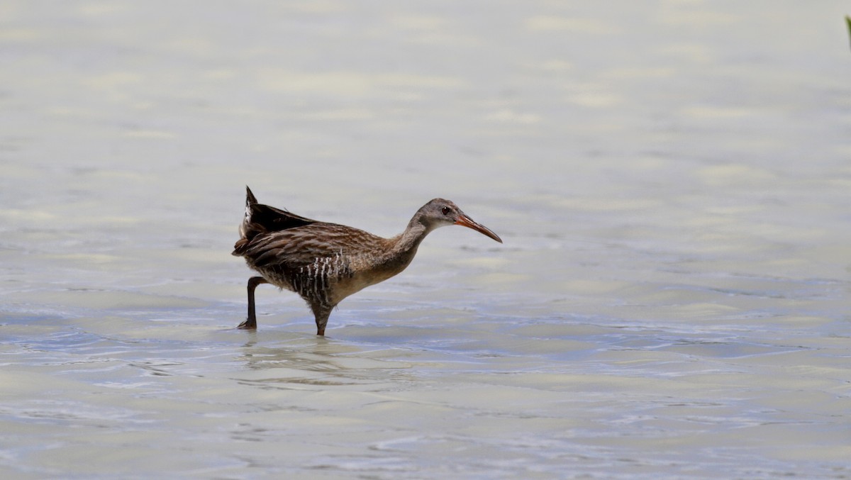 Clapper Rail - Jay McGowan