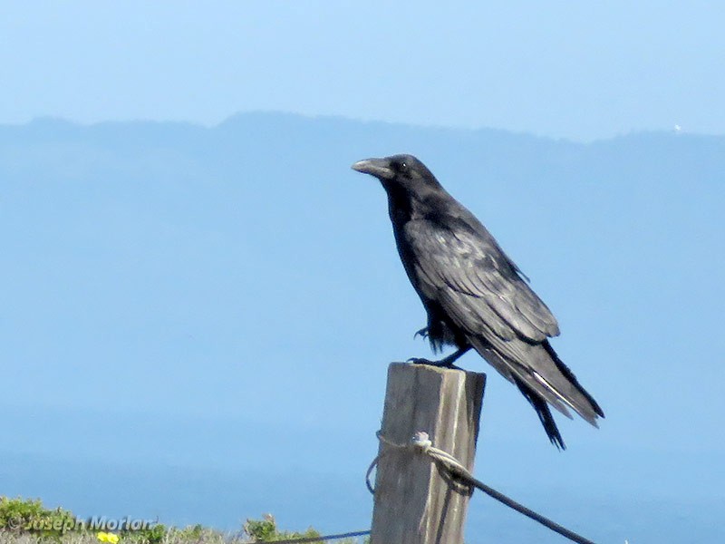 Common Raven - Joseph Morlan