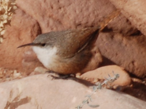 Canyon Wren - ML230643711