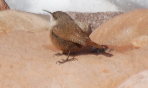 Canyon Wren - ML230643761