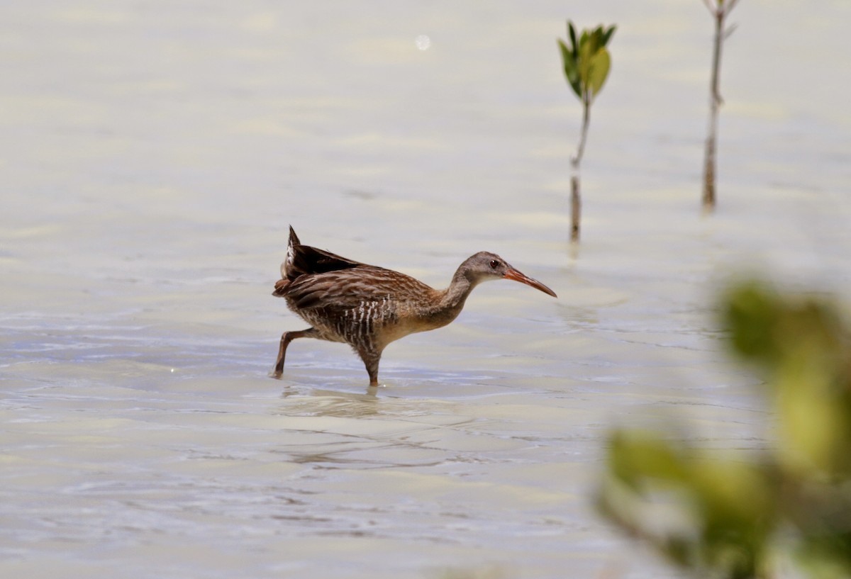 Clapper Rail - ML23064421