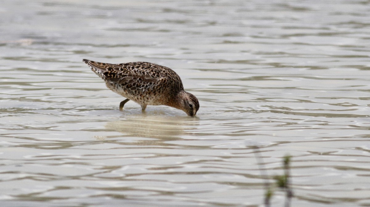 Short-billed Dowitcher - ML23064461