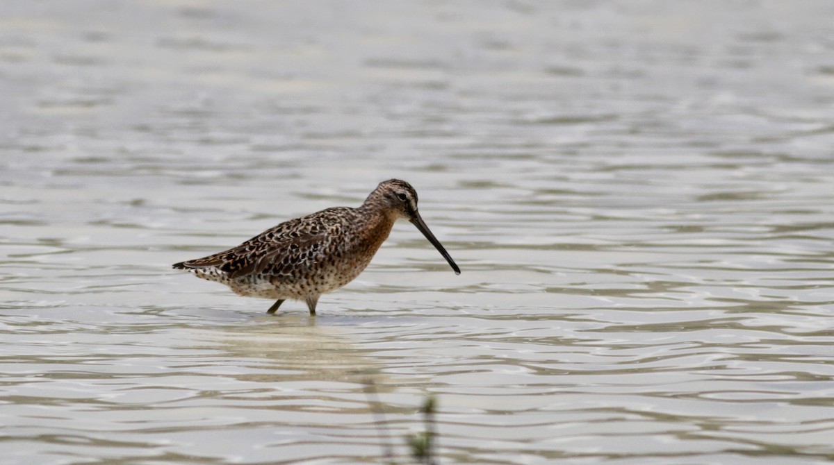 Short-billed Dowitcher - ML23064481