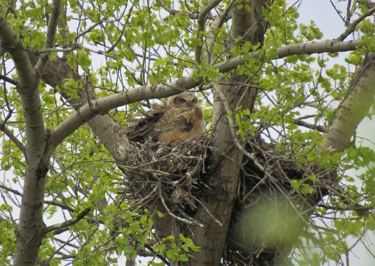 Great Horned Owl - ML230646571