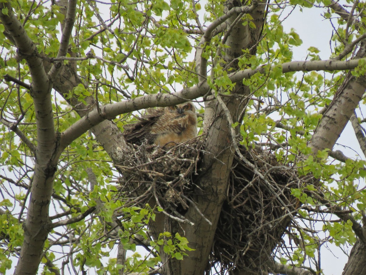 Great Horned Owl - ML230646581