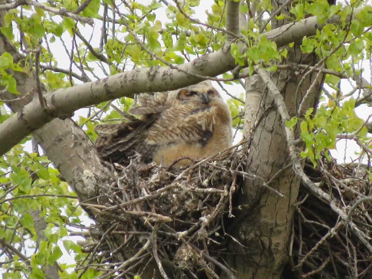 Great Horned Owl - ML230646601