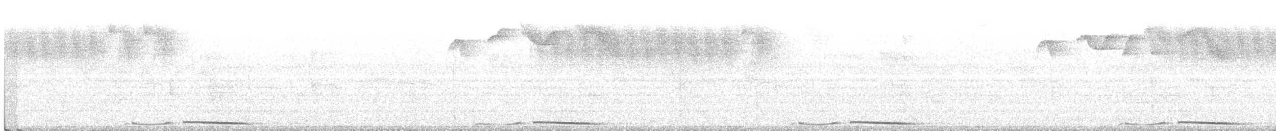holub panamský - ML230648541