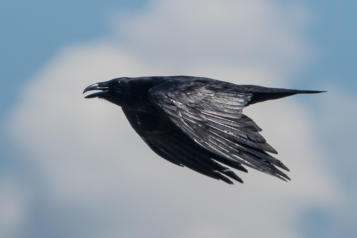 Common Raven - ML230648861