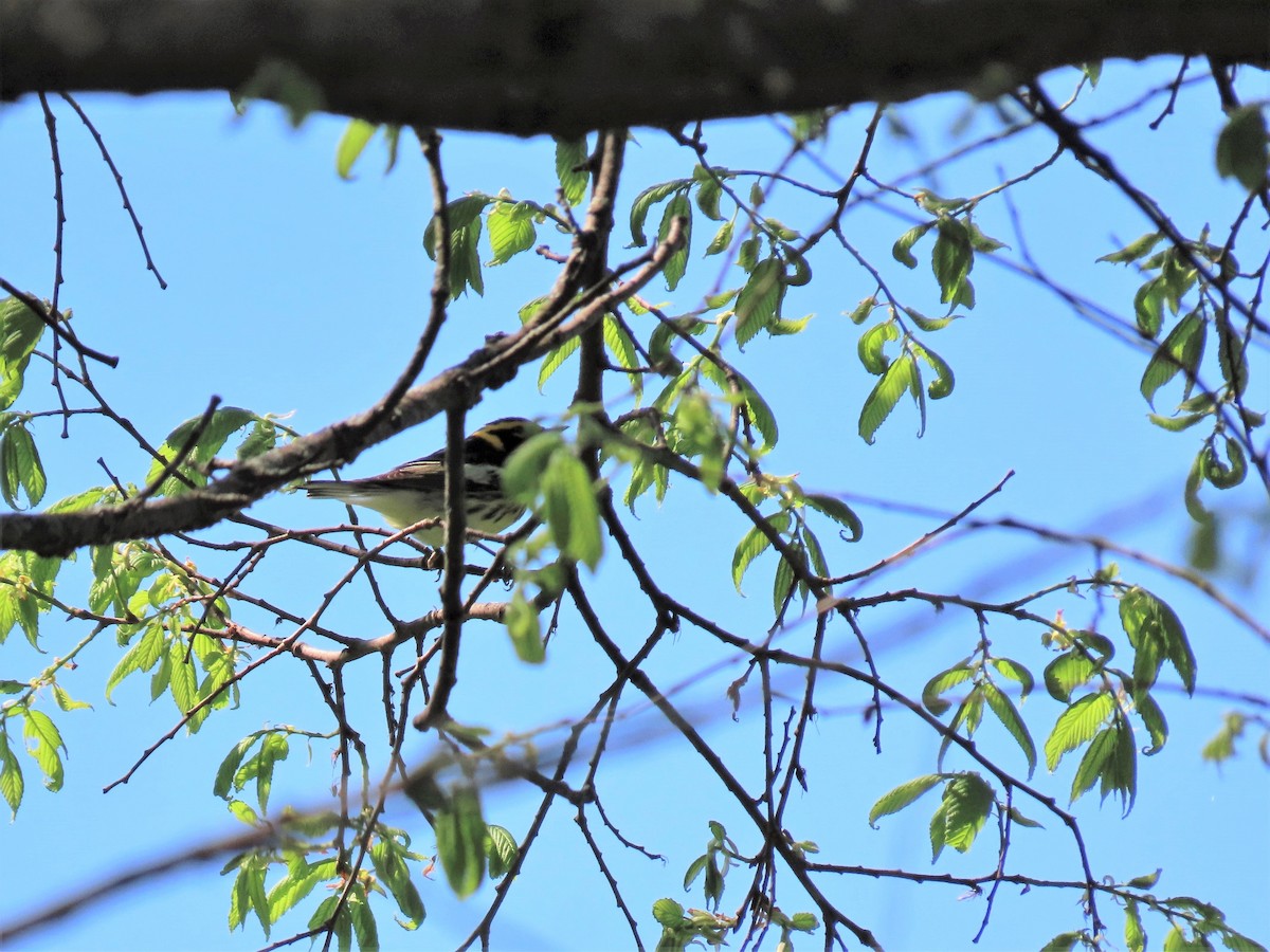 Blackburnian Warbler - ML230649091