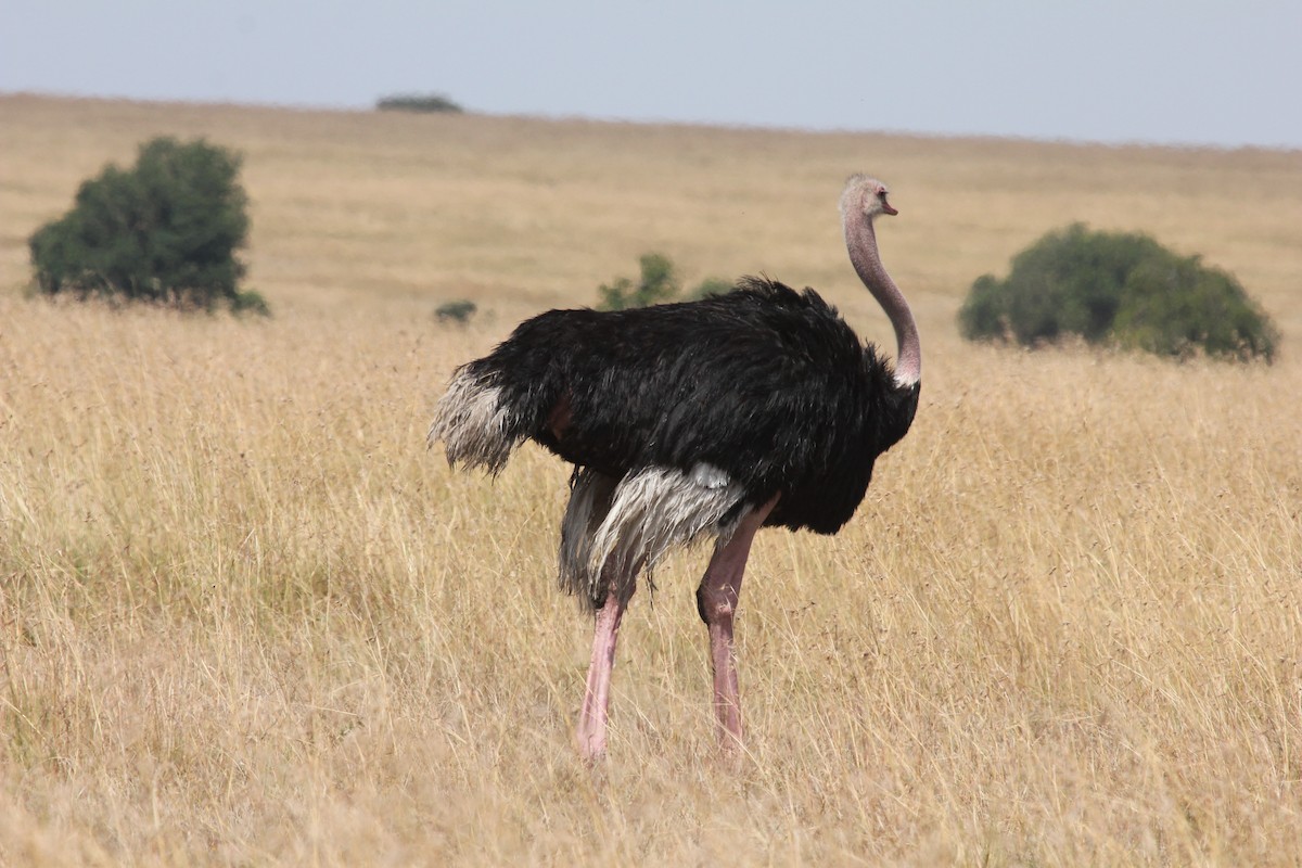 Common Ostrich - simon walkley