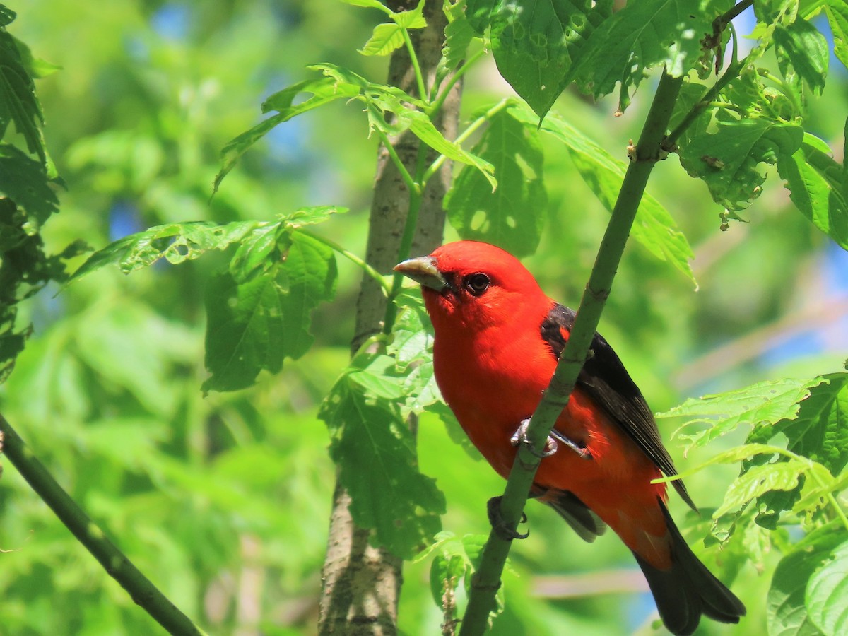 Scarlet Tanager - ML230649201
