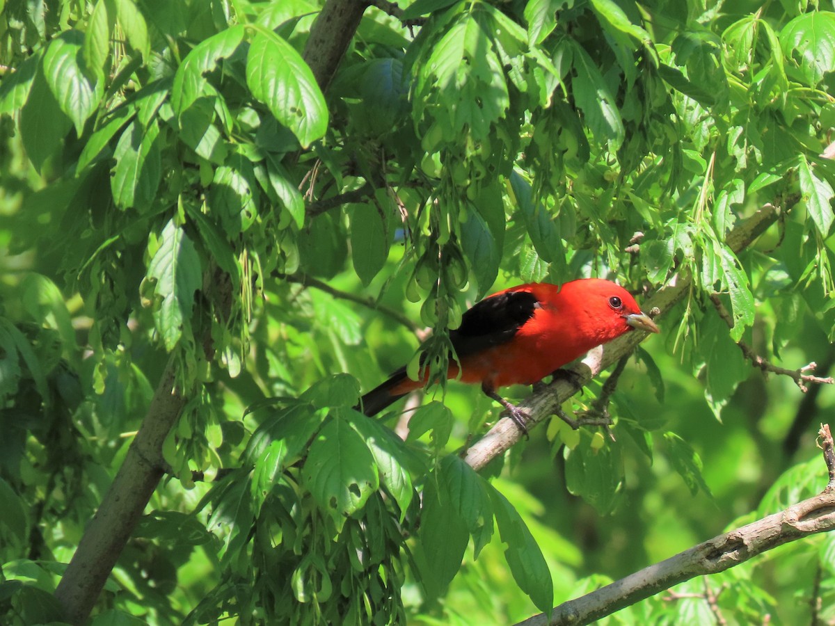 Scarlet Tanager - ML230649211