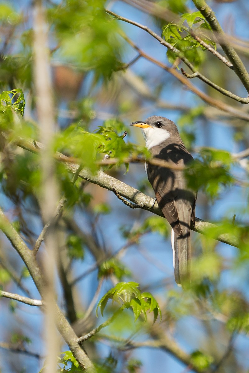 Yellow-billed Cuckoo - ML230649531