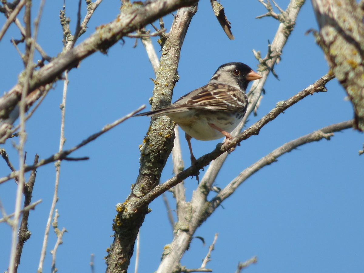 Harris's Sparrow - ML230650151