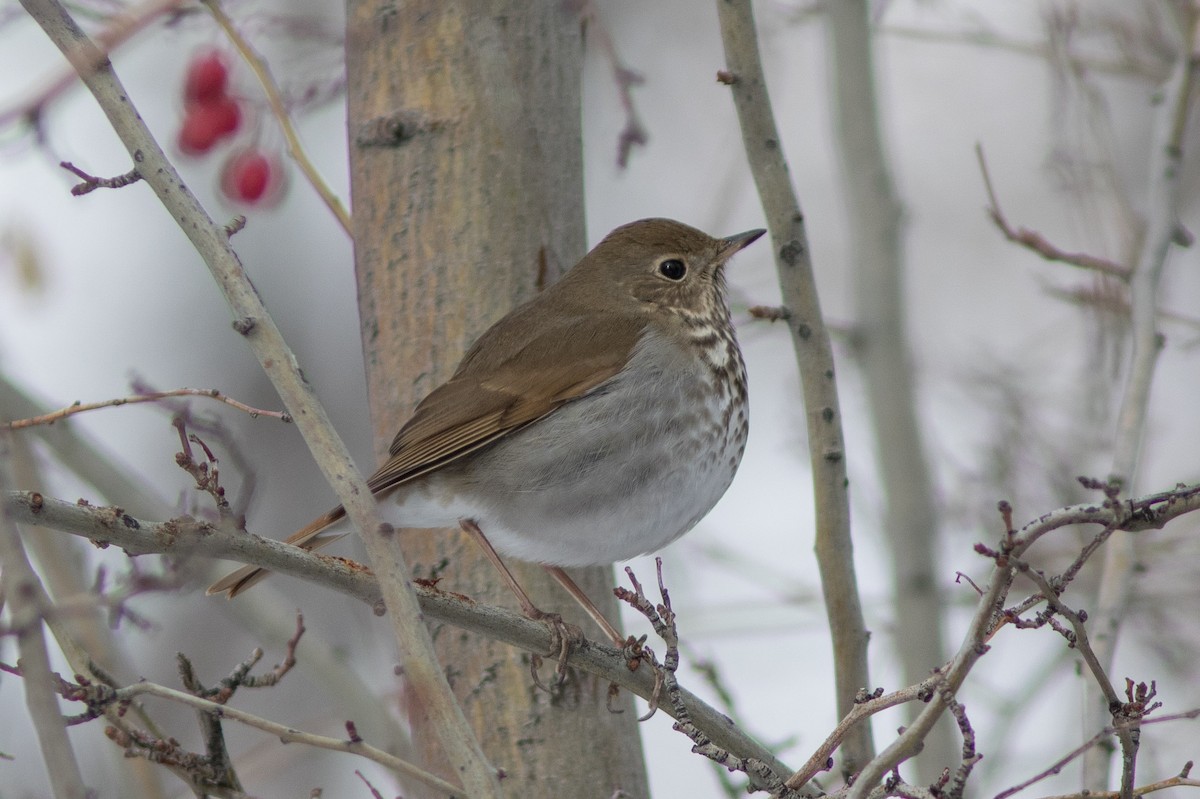 Hermit Thrush - Chuck Coxe